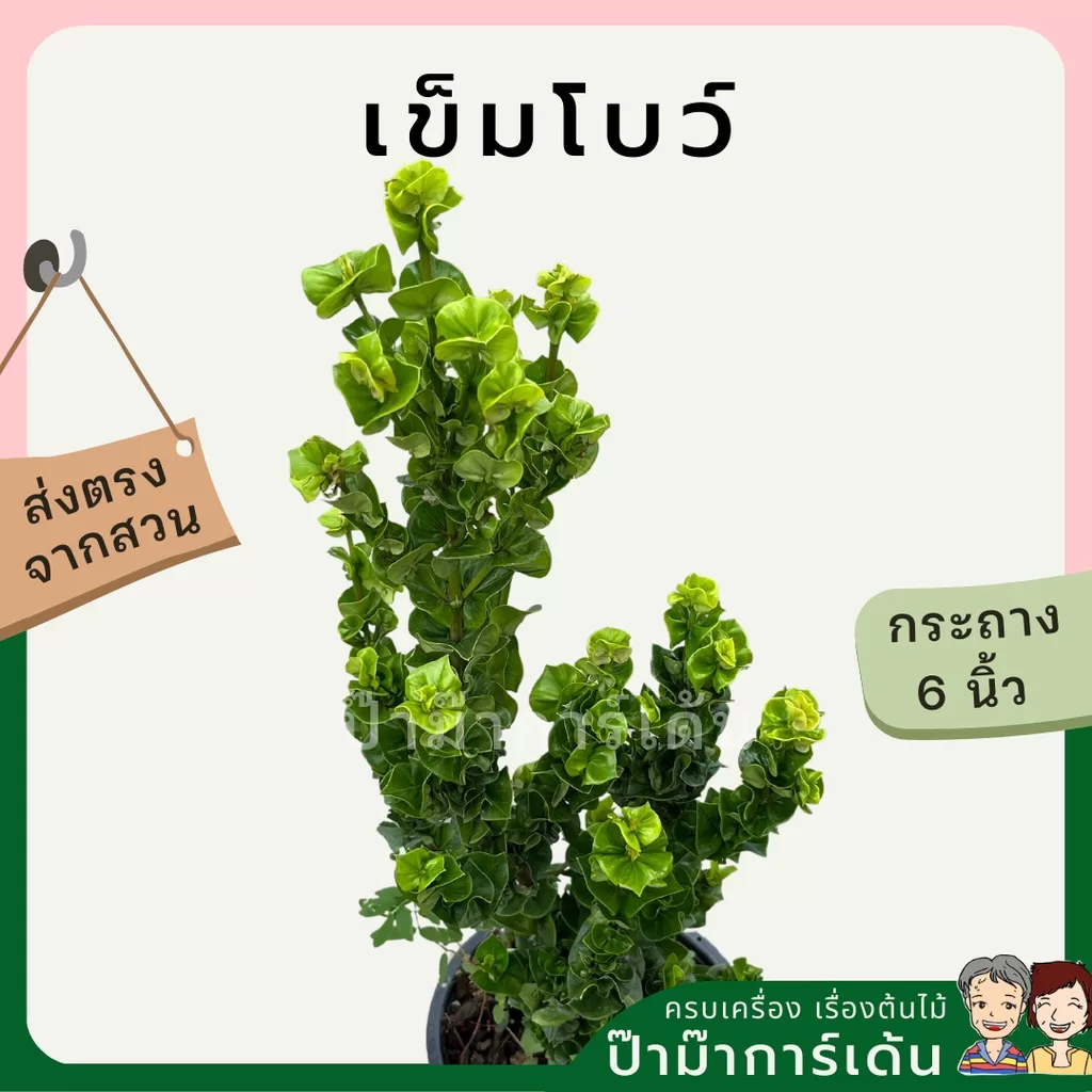 ginee_20240312134911557_7868257338.jpeg