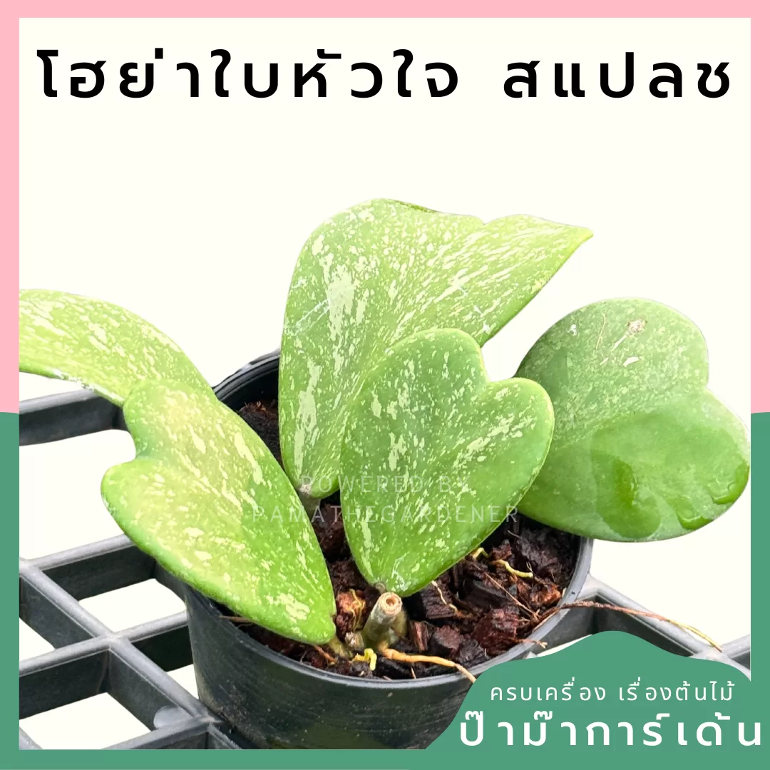 ginee_20240427104439945_2039402652.png