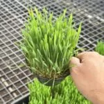 7 ข้าวสาลี ต้นไม้ทานได้ที่สัตว์ชื่นชอบ