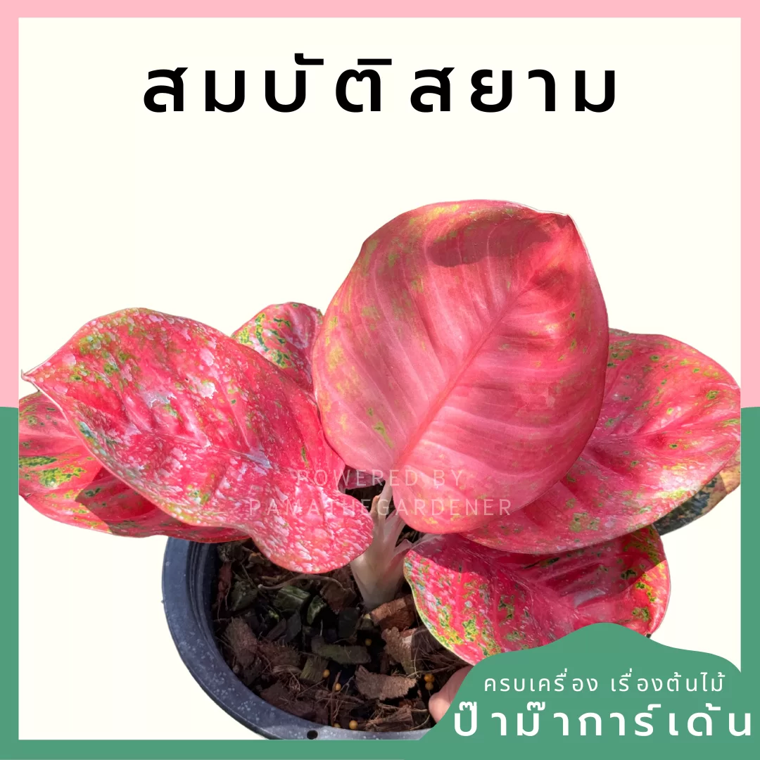 ginee_20240604215208303_9339939791.png