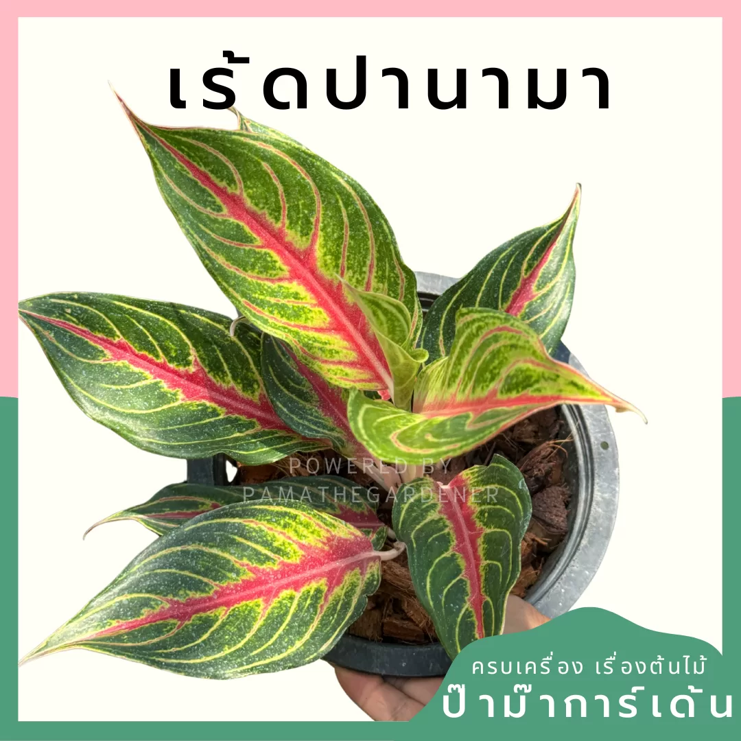 ginee_20240605000530156_5795425570.png