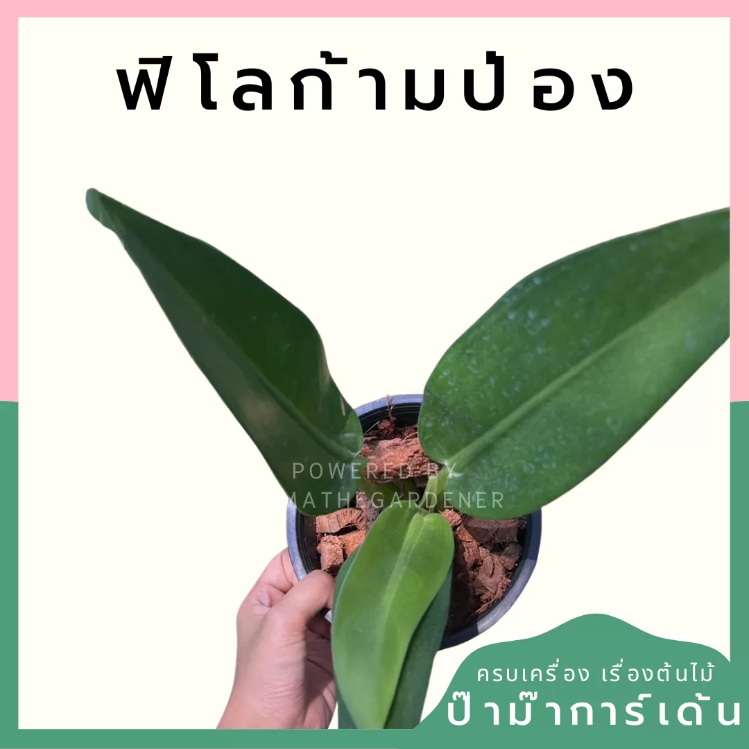 ginee_20240612235244663_6353853182.png