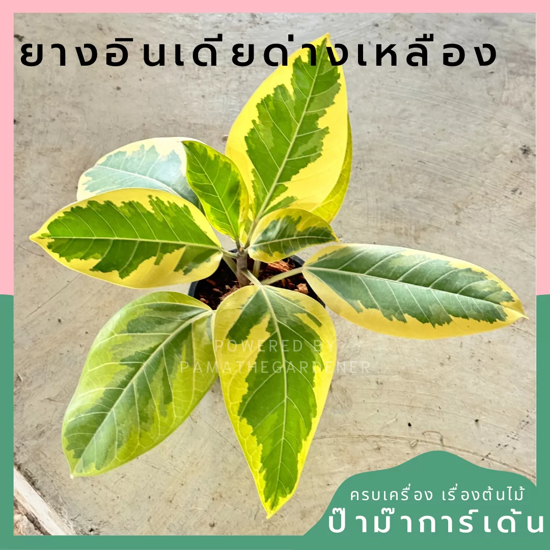 ginee_20240901125837461_0816700106.png