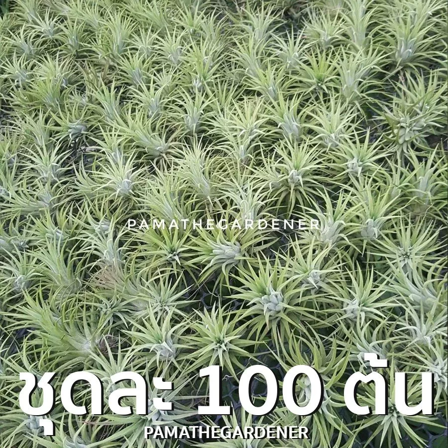 ginee_20241015231728996_8966281707.jpeg