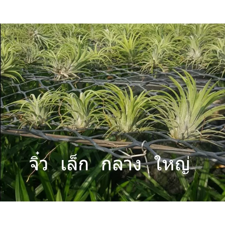 ginee_20241015231729397_9866596982.jpeg
