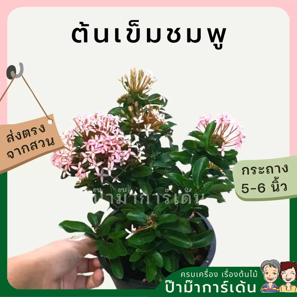 ginee_20241015232157962_5503055084.jpeg