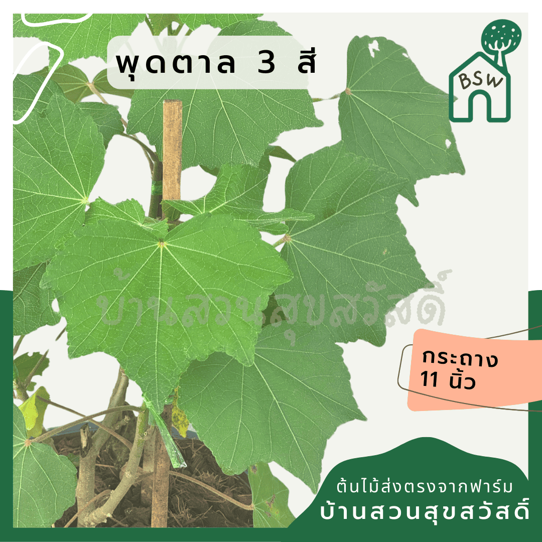 ginee_20250112100741158_8679225633-1.png