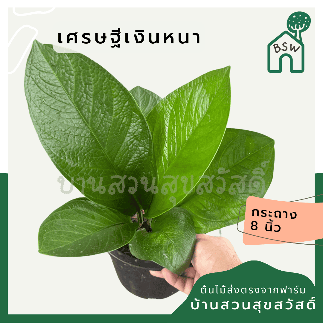ginee_20250112133631621_6476005122.png