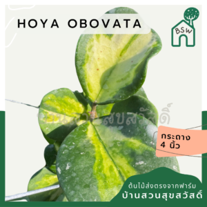 Hoya obovata โฮย่าโอโบวาต้า ใบด่าง ไม้แขวน ดอกส้ม