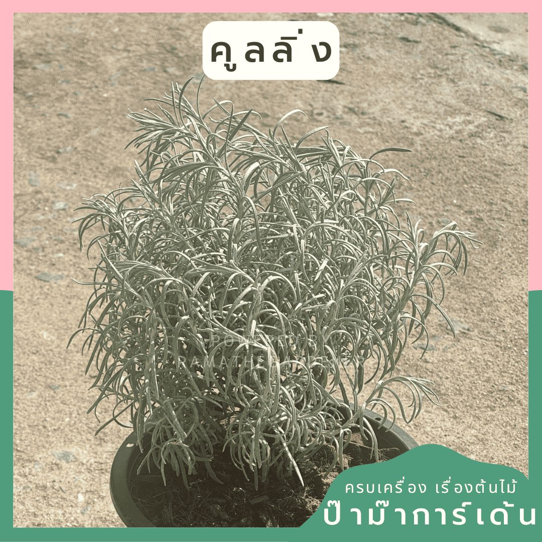 ginee_20250112134736974_3882186987.png