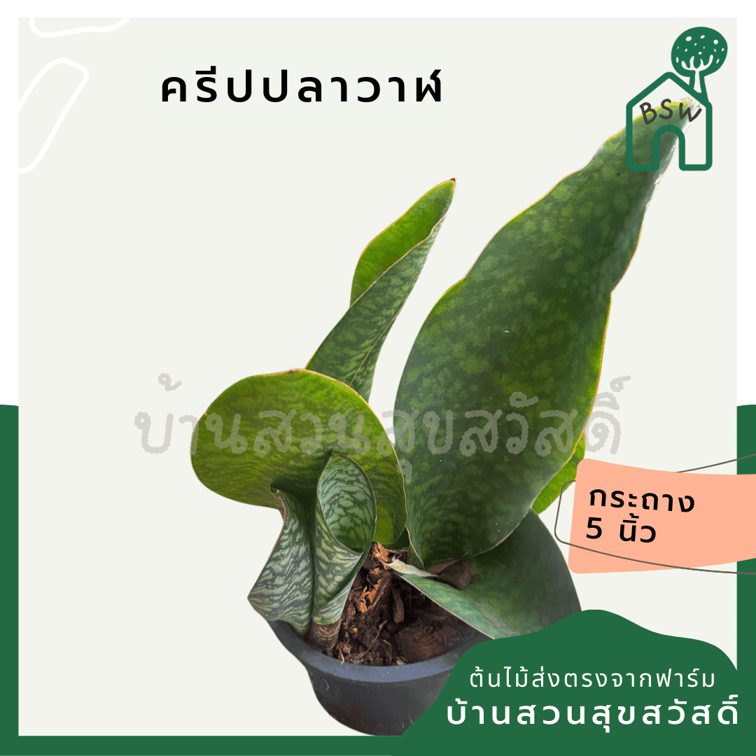 ginee_20250112141908389_9250195069.png
