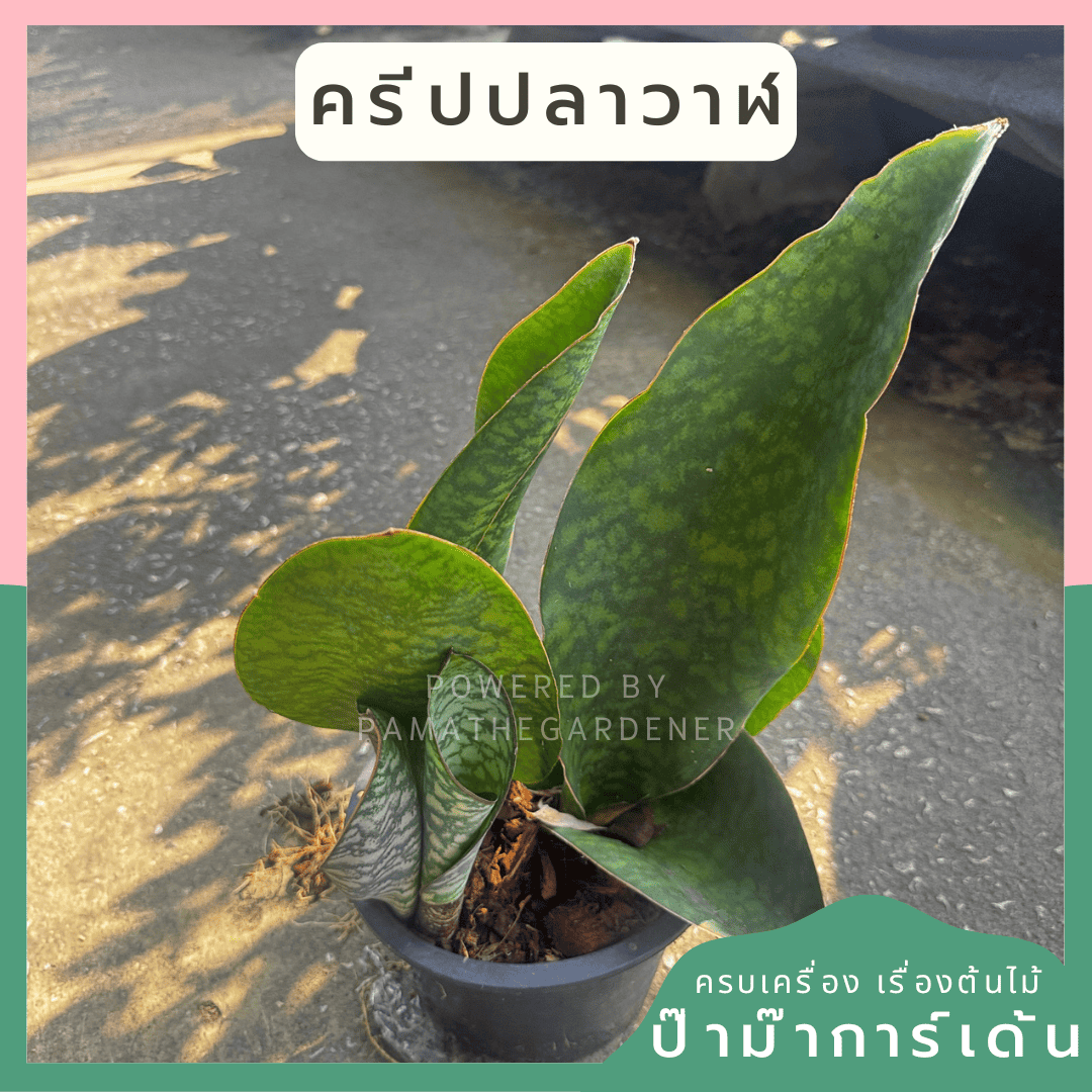 ginee_20250112141908477_6175695329.png