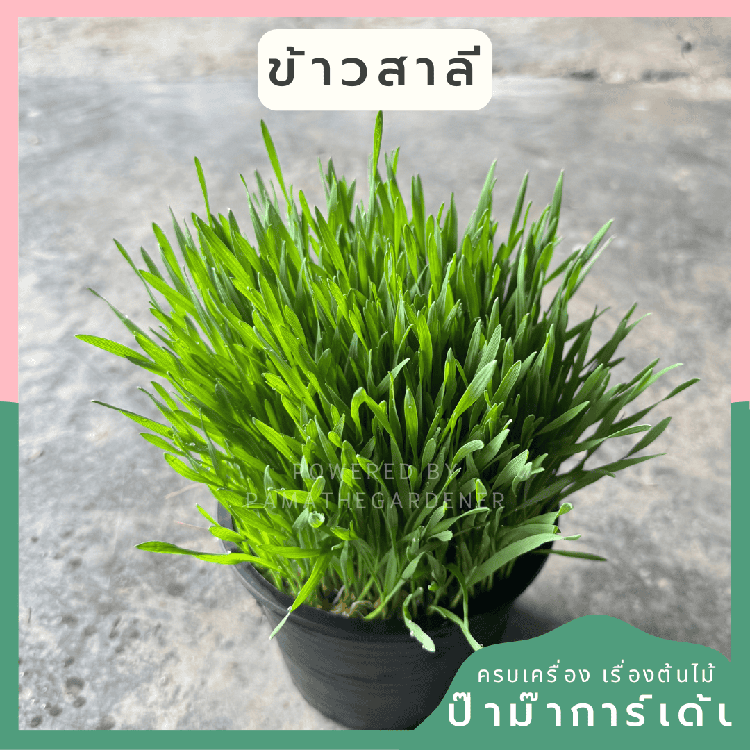 ginee_20250207153531651_5130730210.png