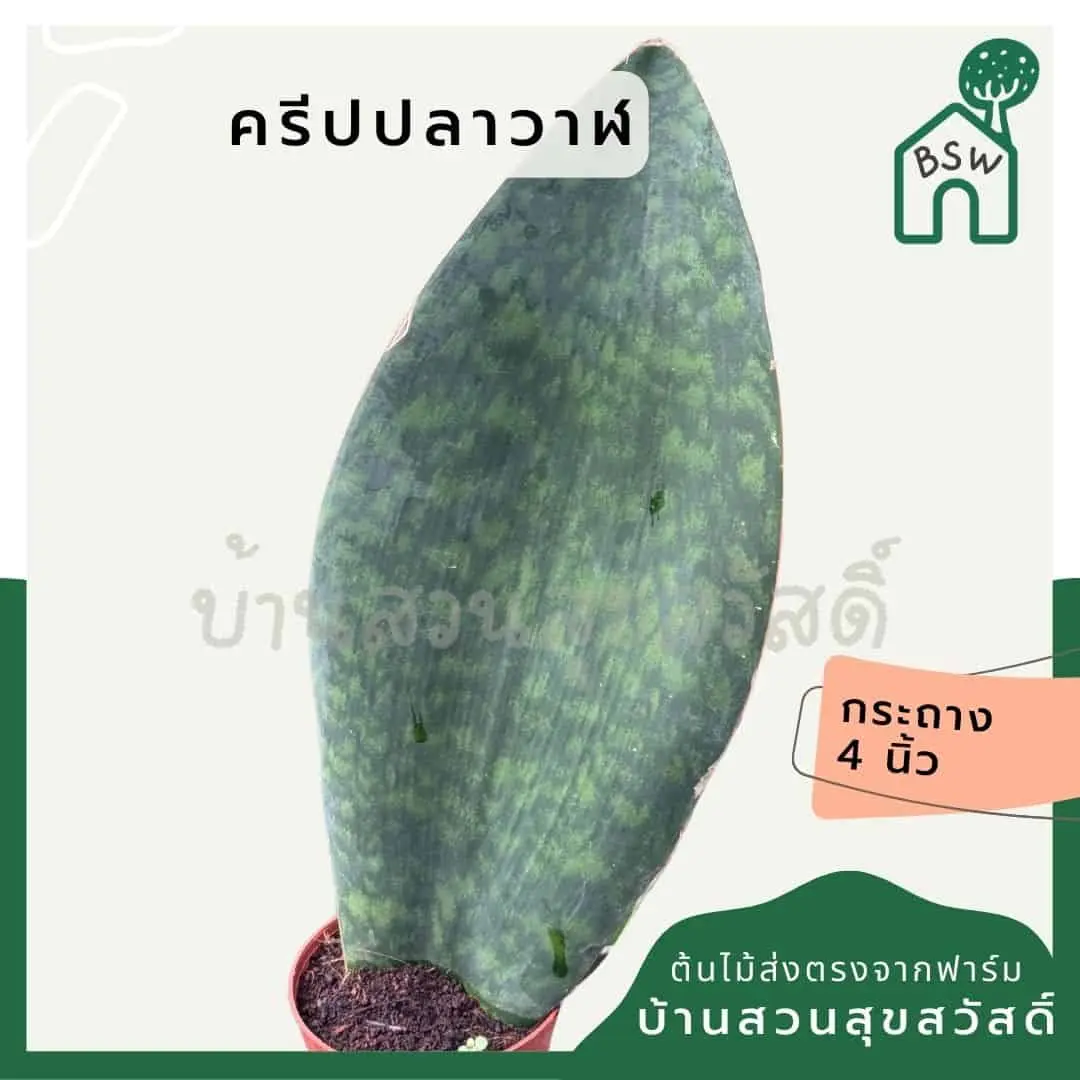 ginee_20250418234053736_7914924294.jpg
