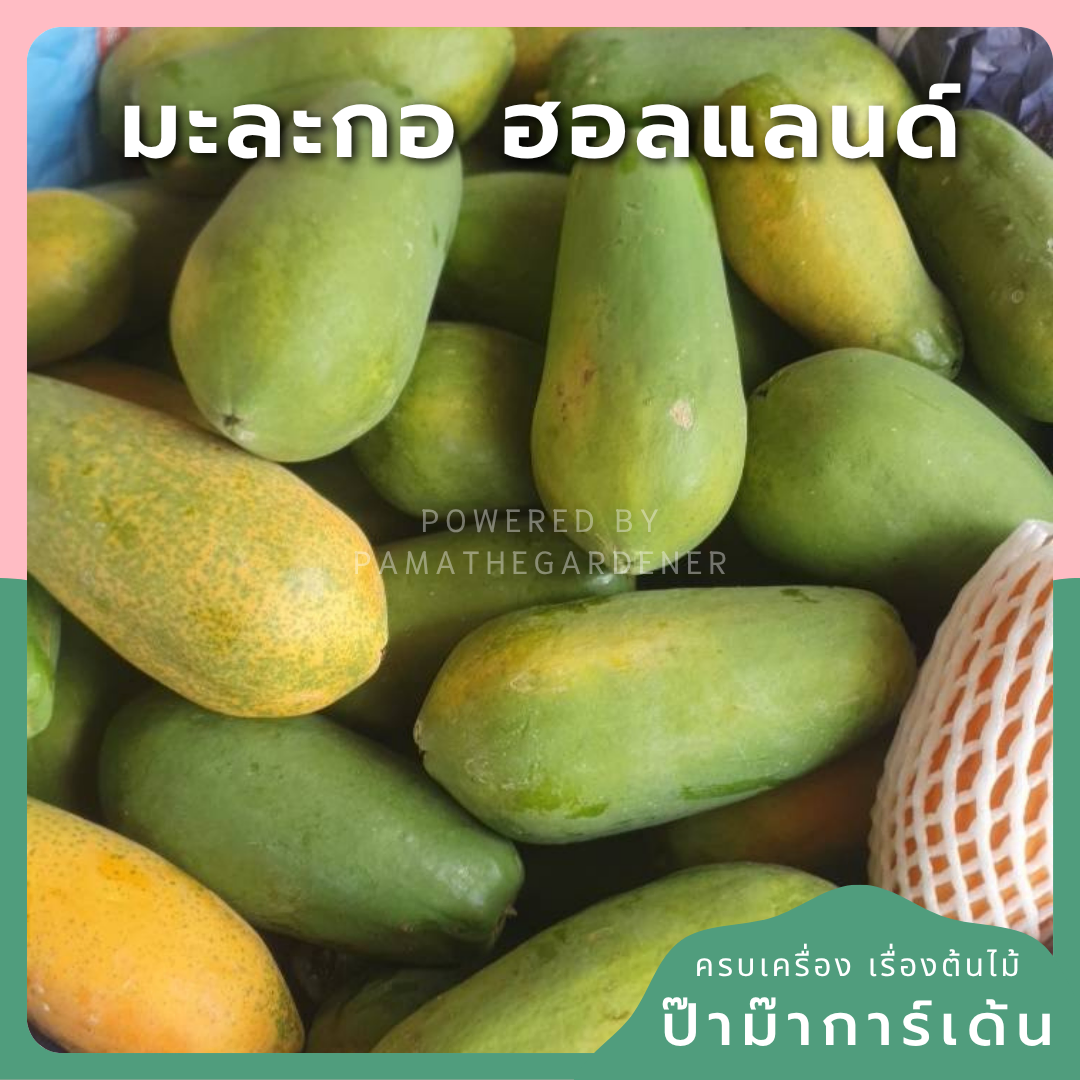 ginee_20250602094100225_1210826265.png