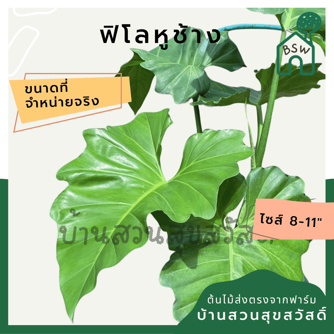 ginee_20250610114315616_1903344936.png