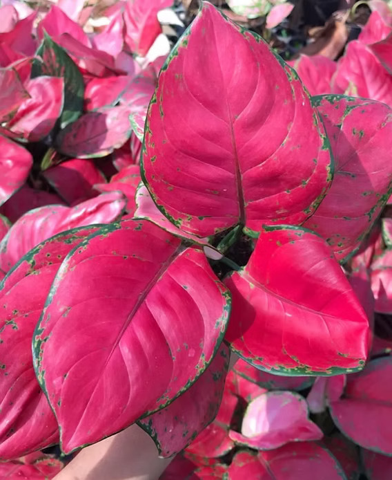 Aglonema