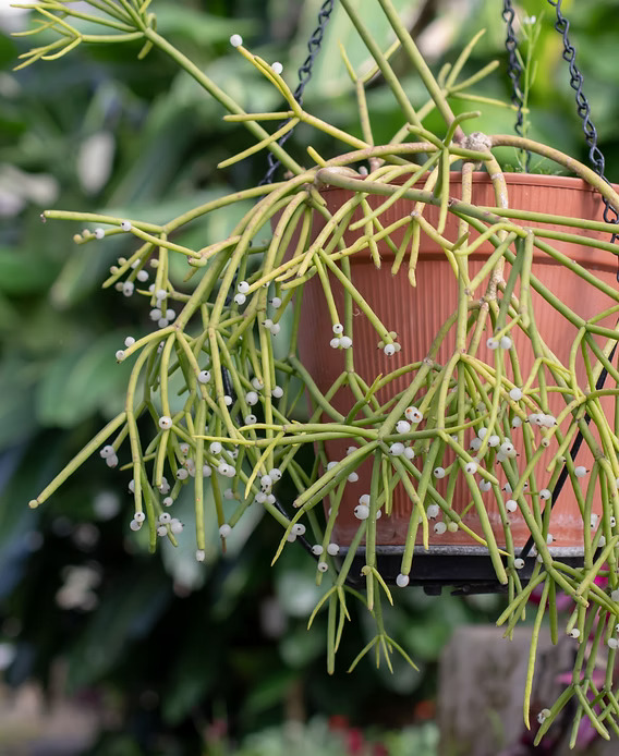 rhipsalis