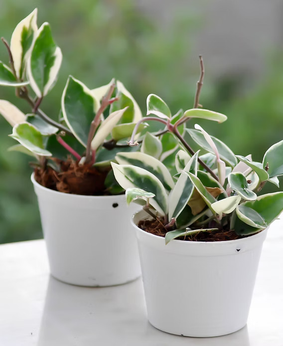 hoya