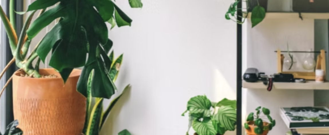 Image Slider